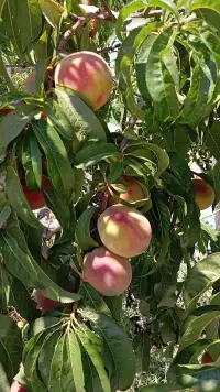 Assos Egedebirnefes Kır Evi photo 6