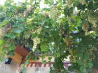 Villa Taraca Romantik Otel Alacati photo 26