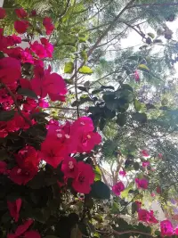 Perla Rossa Alaçatı photo 8