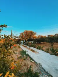Vita Longa Bozcaada photo 5