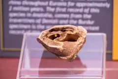 Burdur Museum of Natural History photo 7