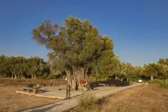 İzmir Teos Archaeological Site photo 3