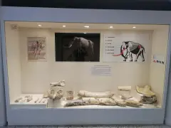 Konya Ereğli Museum photo 5