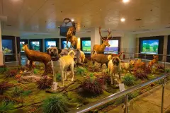 Ankara MTA Şehit Cuma DAĞ Natural History Museum photo 8