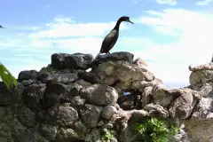 Giresun Aretias Island photo 7