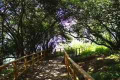 Giresun Aretias Island photo 8