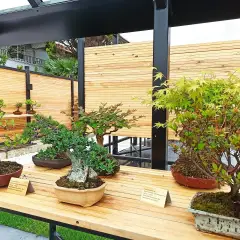 Yalova Bonsai Müzesi photo 4