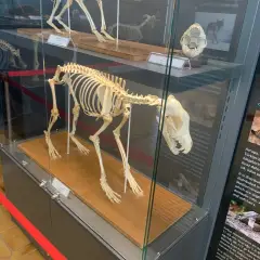 Trakya Üniversitesi Doğa Tarihi Müzesi photo 5