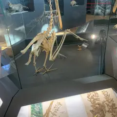 Trakya Üniversitesi Doğa Tarihi Müzesi photo 8