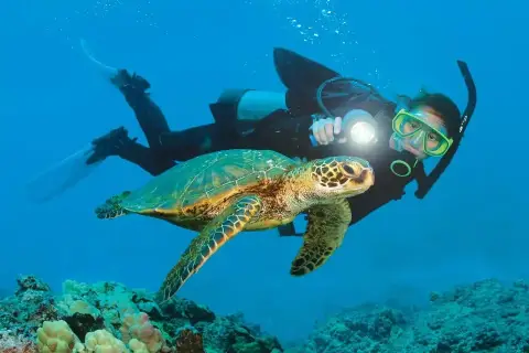 Diving Tour