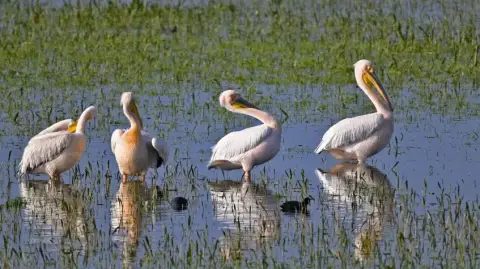 Daily Manyas Bird Paradise Tour from Bergama – Suuctu Waterfall (Private)