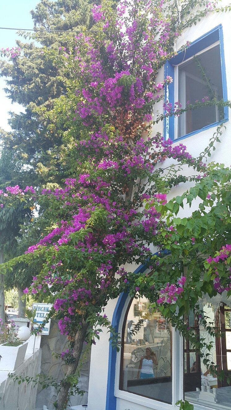Bircan Hotel photo 3