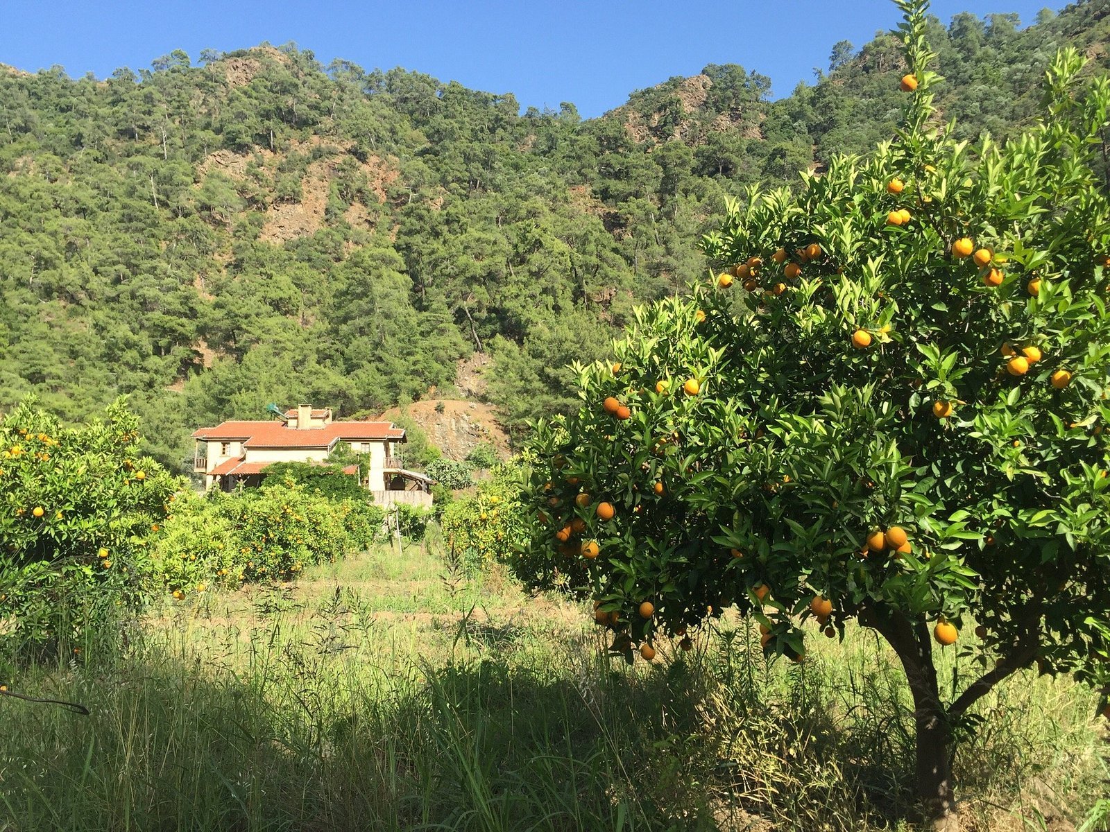 Pastoral Vadi photo 3