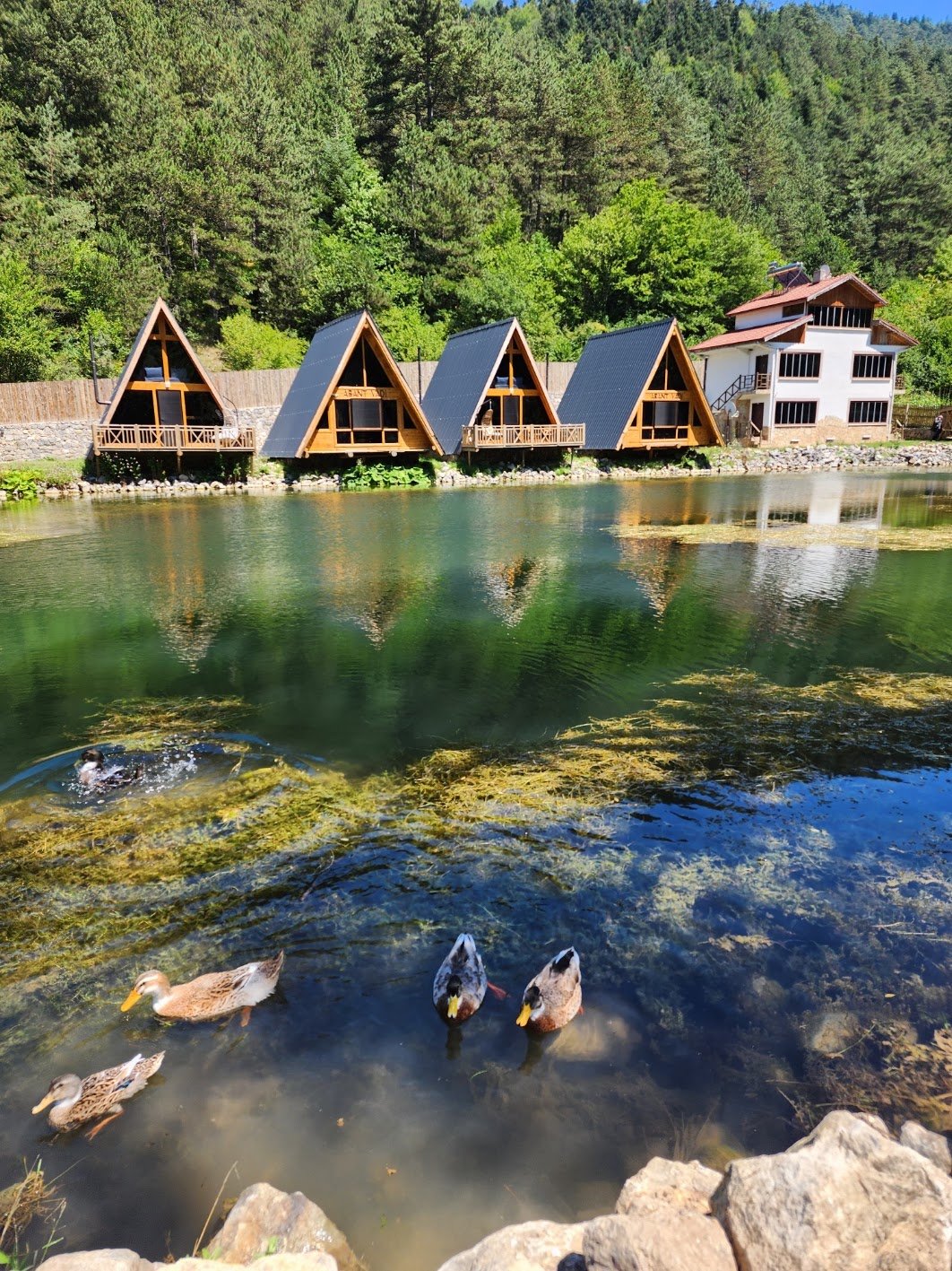 Abant Vadi Bungalov Ve Dağ Evleri photo 4
