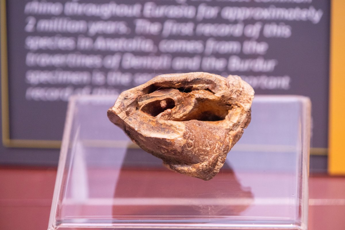 Burdur Museum of Natural History photo 7