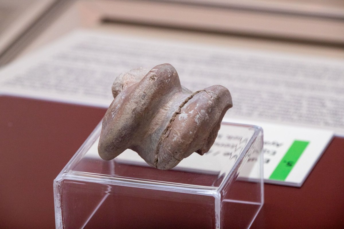Burdur Museum of Natural History photo 8