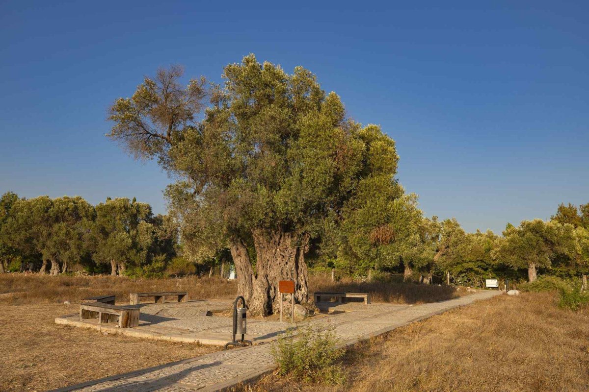 İzmir Teos Archaeological Site photo 3