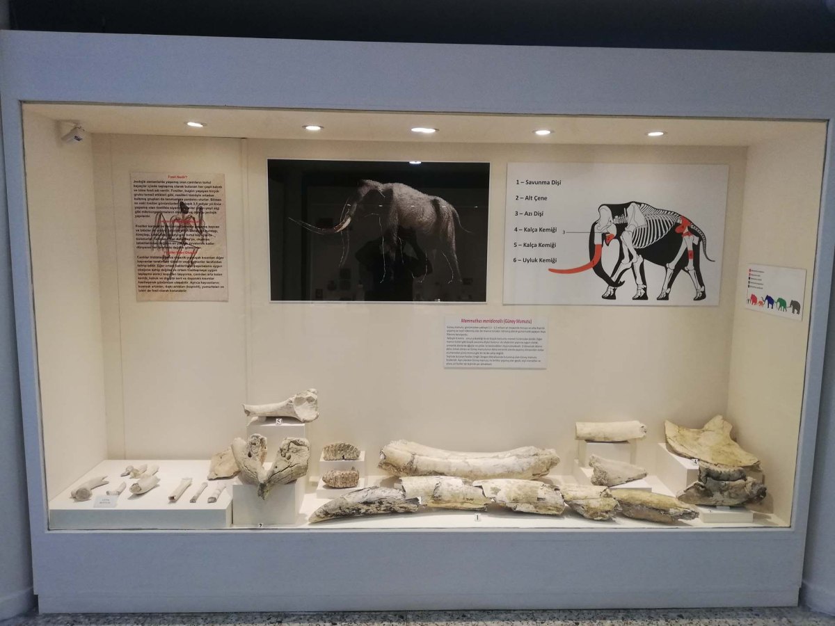 Konya Ereğli Museum photo 5