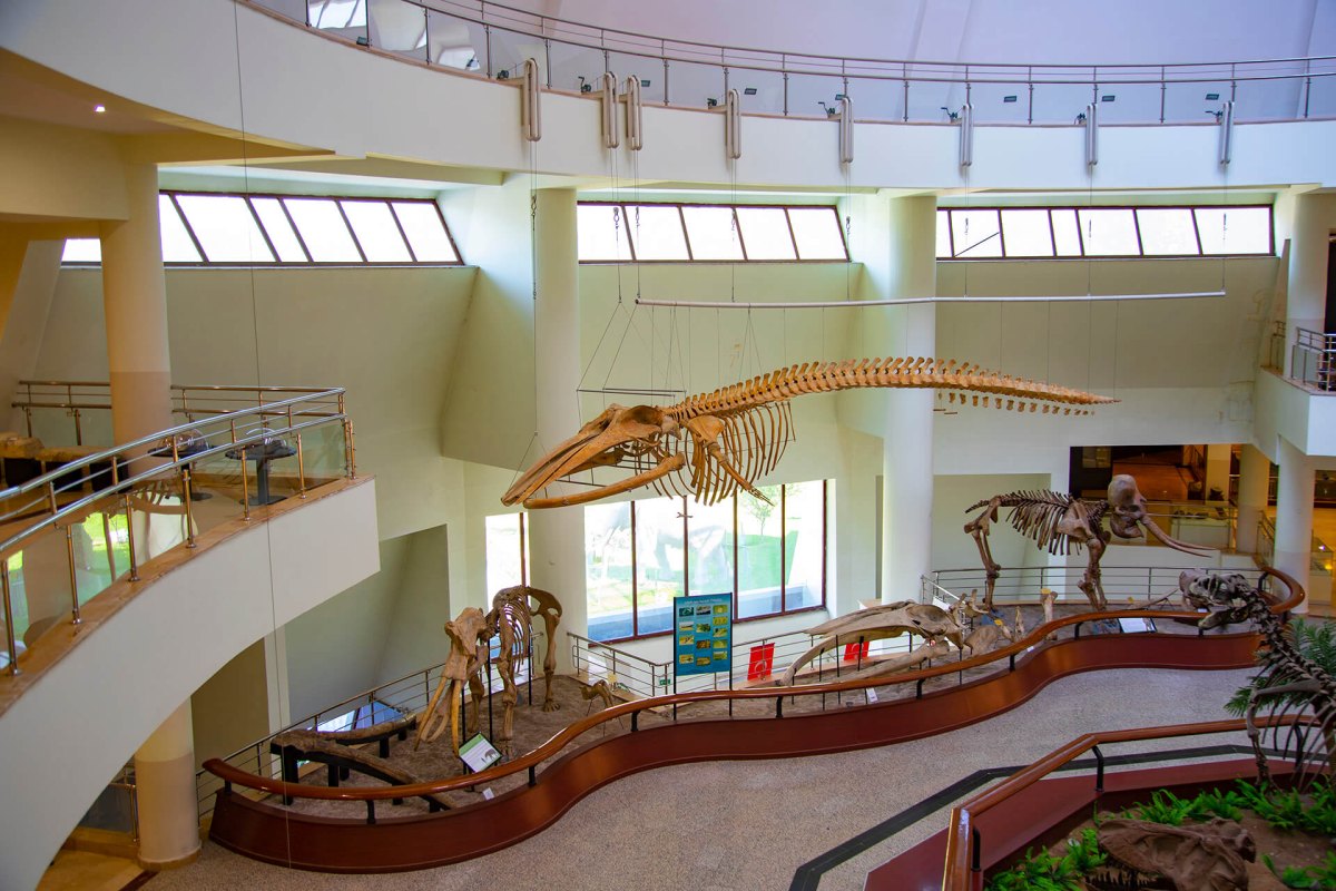 Ankara MTA Şehit Cuma DAĞ Natural History Museum photo 5