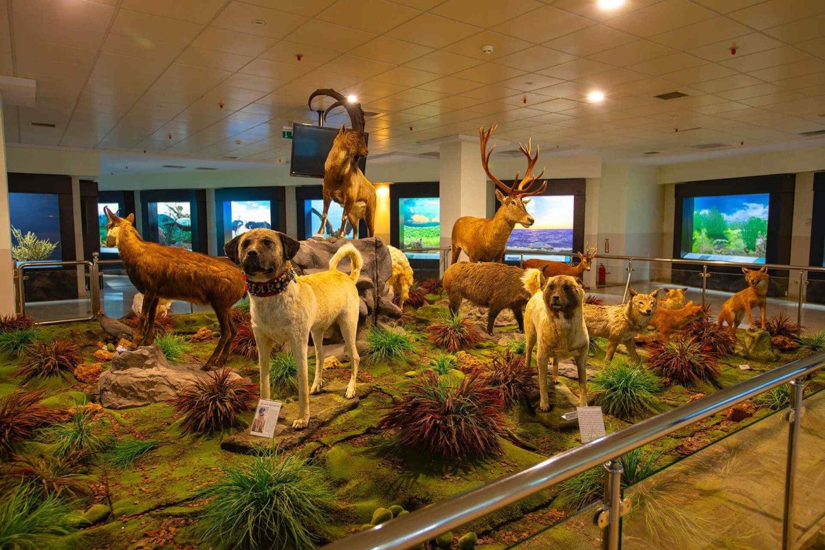 Ankara MTA Şehit Cuma DAĞ Natural History Museum photo 8