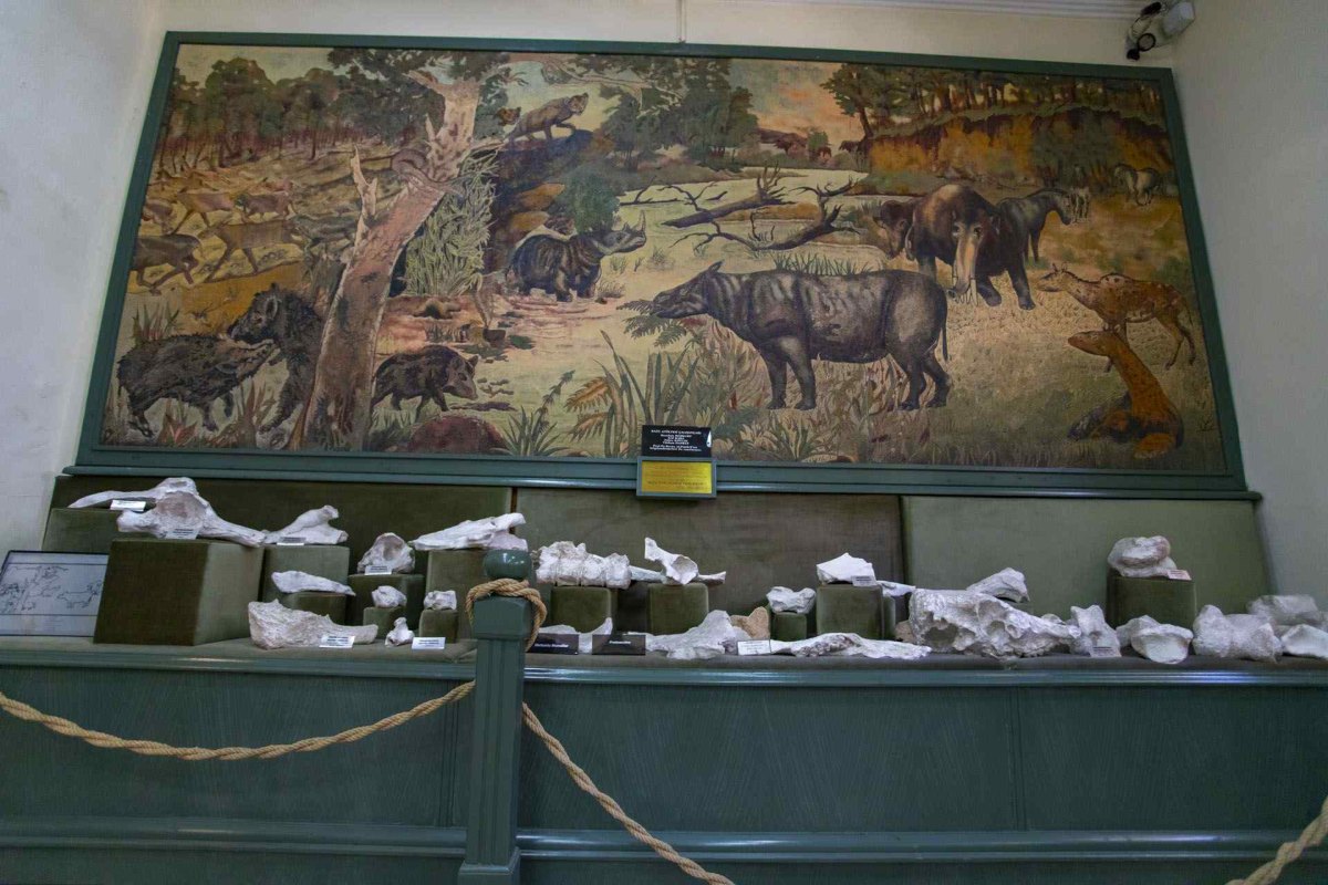 Muğla Museum photo 8