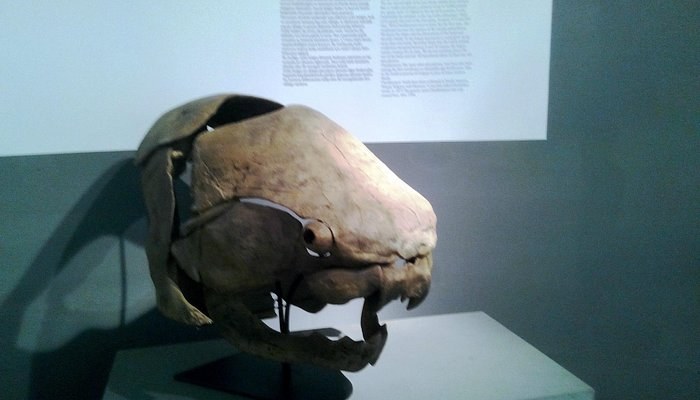 Adalar Museum photo 2