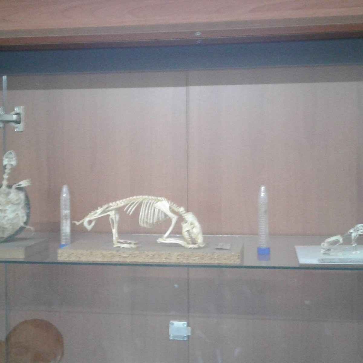 Ali Demirsoy Doga Tarihi Muzesi photo 2