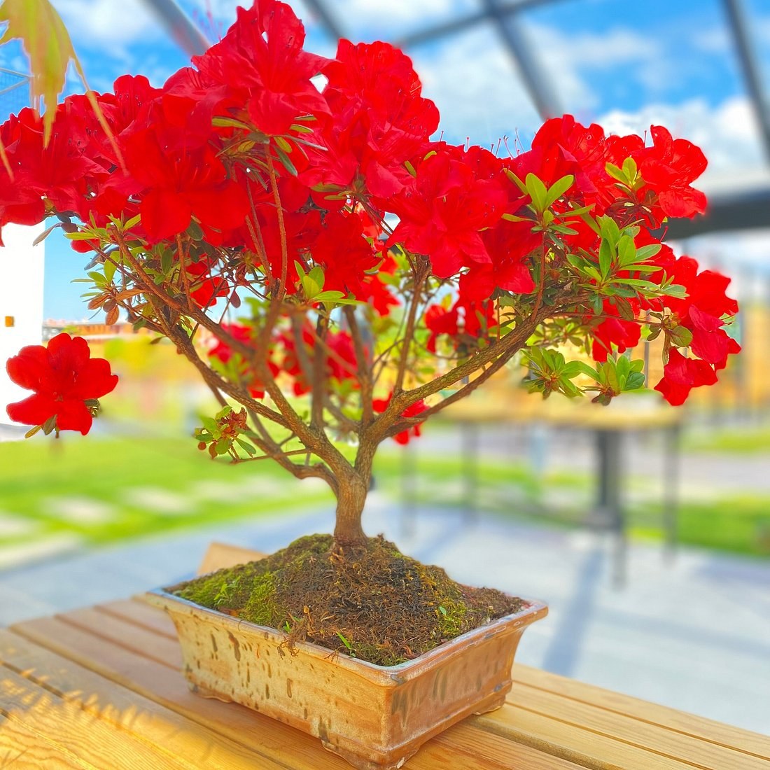 Yalova Bonsai Müzesi photo 2