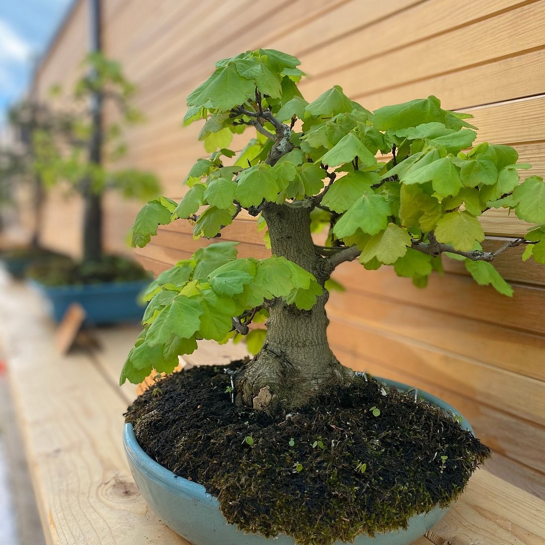 Yalova Bonsai Müzesi photo 3