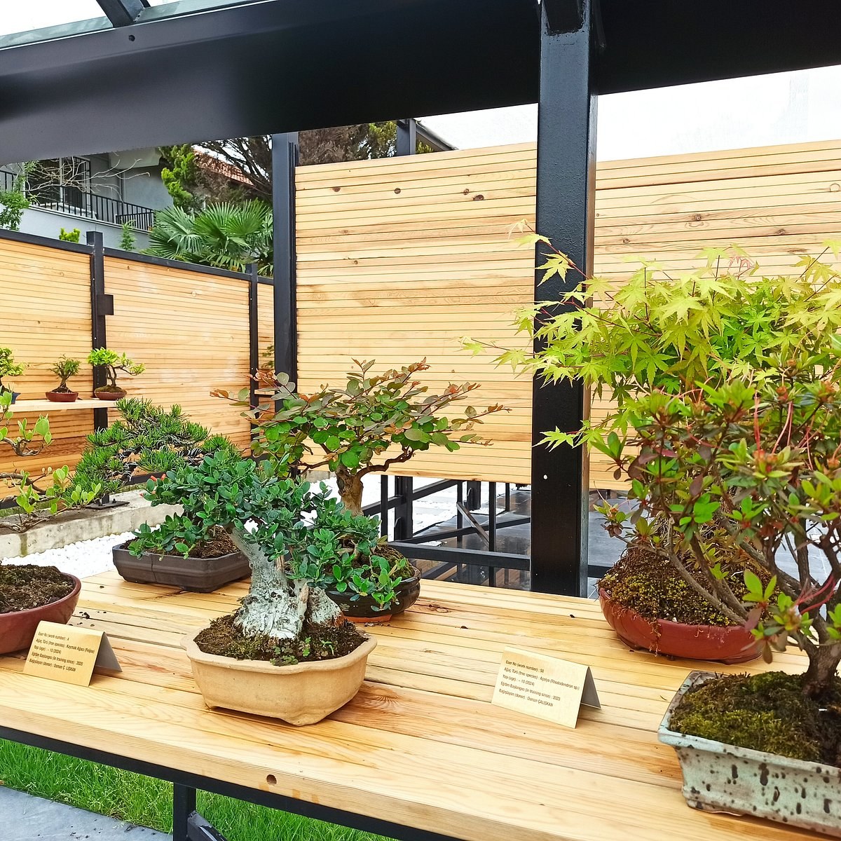 Yalova Bonsai Müzesi photo 4