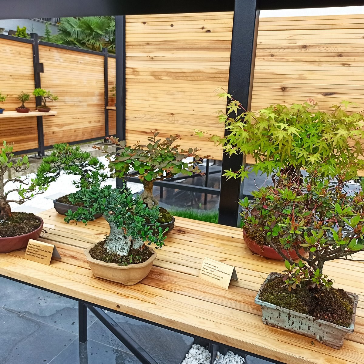 Yalova Bonsai Müzesi photo 5