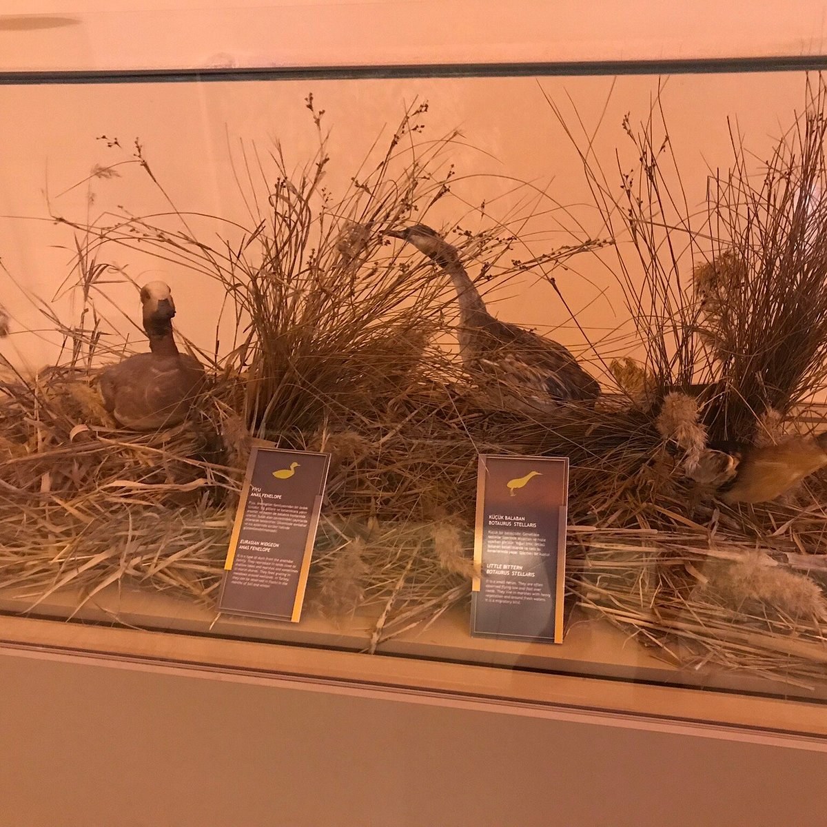 Doga Tarihi Muzesi photo 6