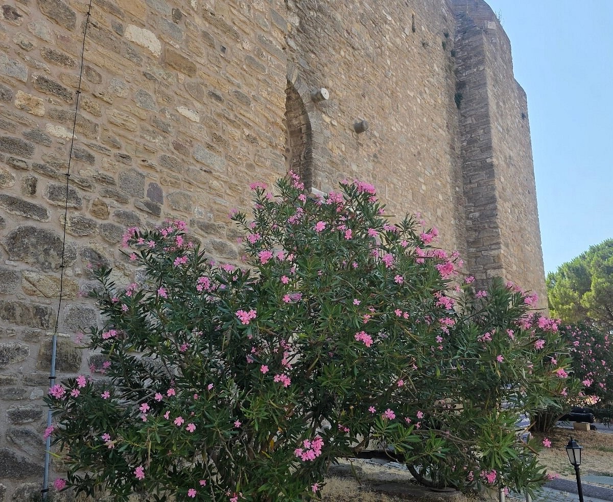Çimenlik Müzesi photo 8