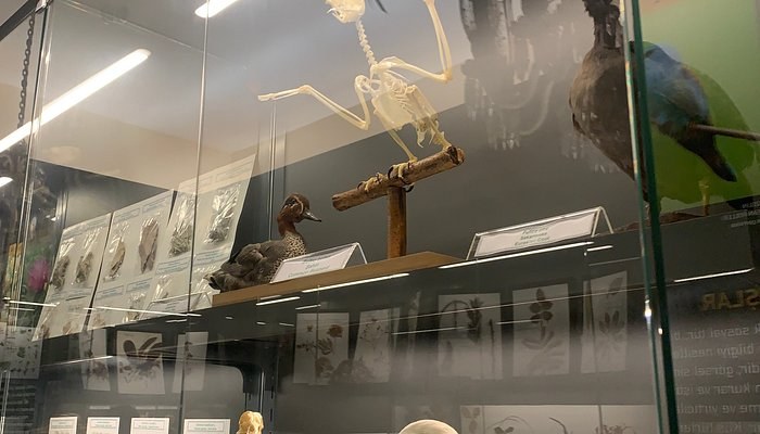 Trakya Üniversitesi Doğa Tarihi Müzesi