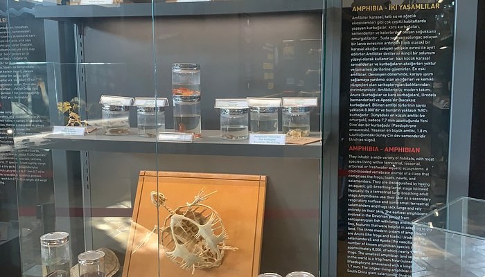 Trakya Üniversitesi Doğa Tarihi Müzesi photo 2