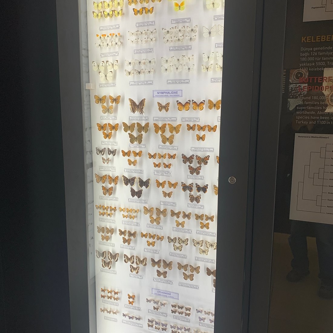 Trakya Üniversitesi Doğa Tarihi Müzesi photo 4