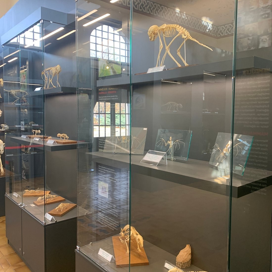 Trakya Üniversitesi Doğa Tarihi Müzesi photo 6