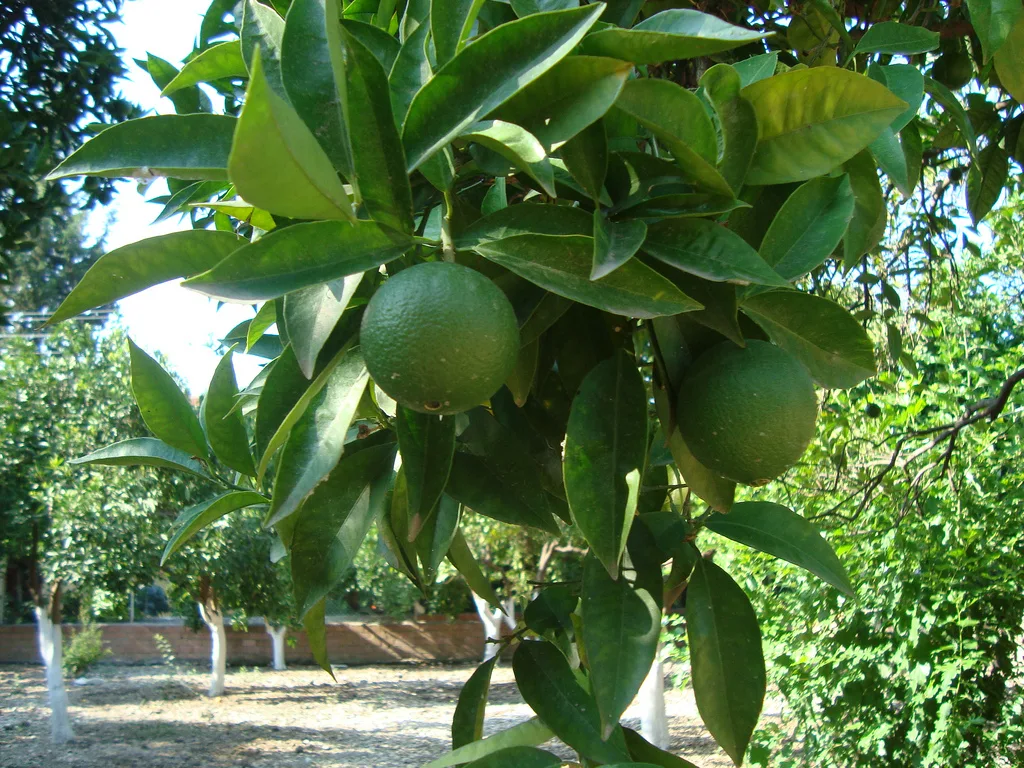 4 Days Antalya Farm Experience – Planting or Harvest, Kaleiçi & Düden Waterfalls (Private Tour) — photo 2