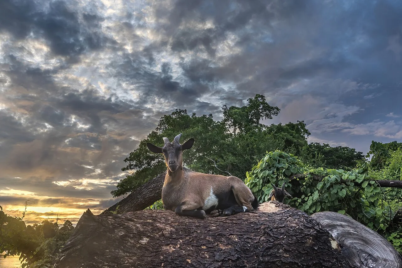 4 Days Bezoar Ibex Hunting Package: Antalya Arrival & Anamur Taurus Mountains Private Tour — photo 7