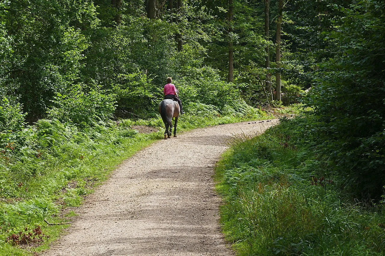 4 Days Bodrum Horse Riding Package: Pine Forest & River Trails Private Tour — photo 7