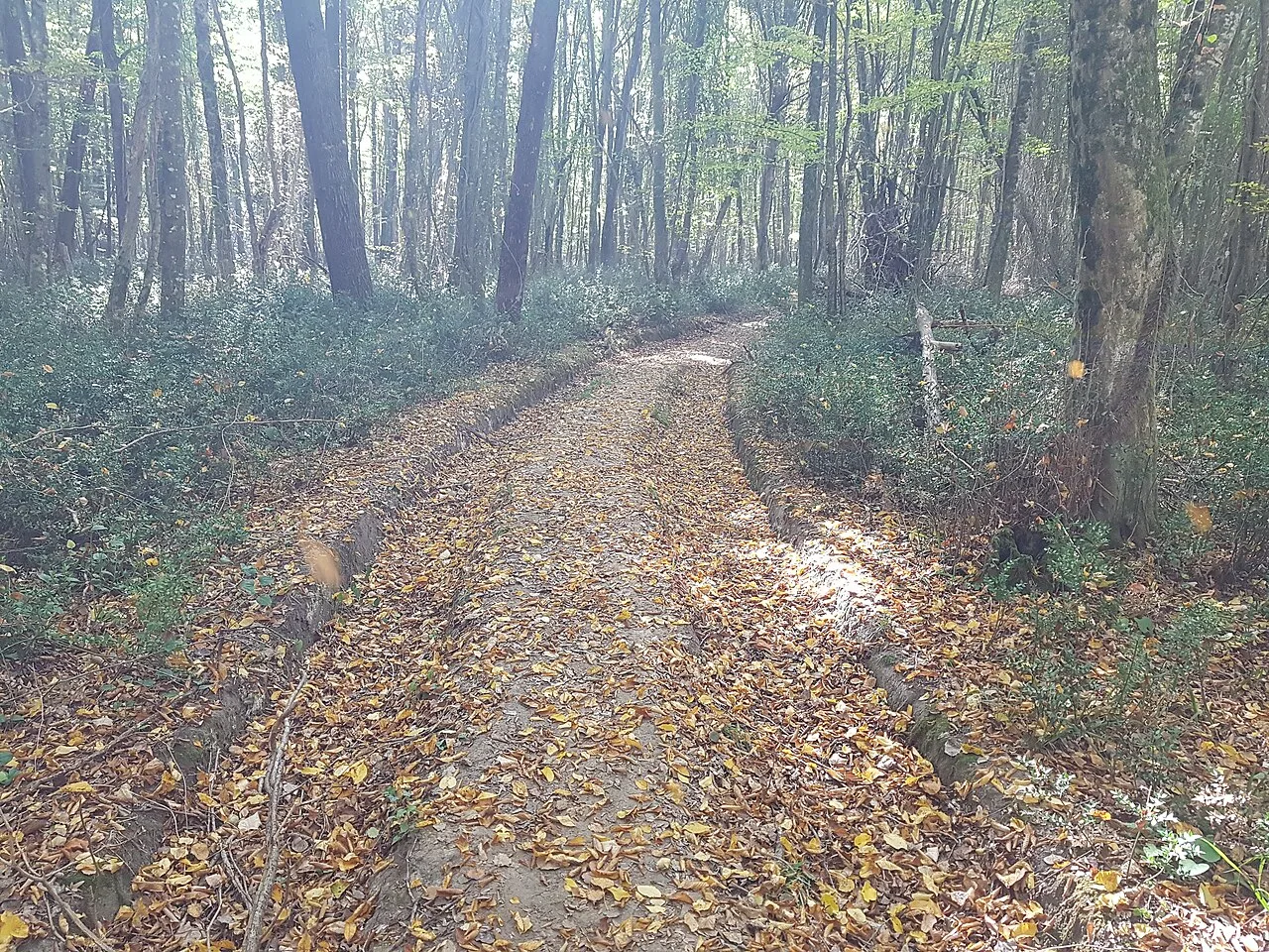 4 Days Edirne & Kirklareli Tour: Selimiye Mosque, Wine Tasting and Longoz Forests (Group Tour) β photo 11
