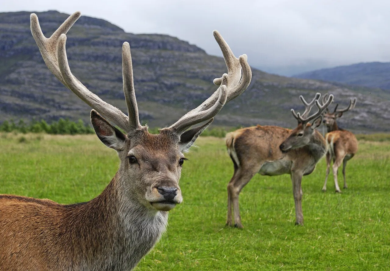 4 Days Red Stag Hunting Package in Ankara: Beypazari & Tekke Mountain National Park Private Tour — photo 2