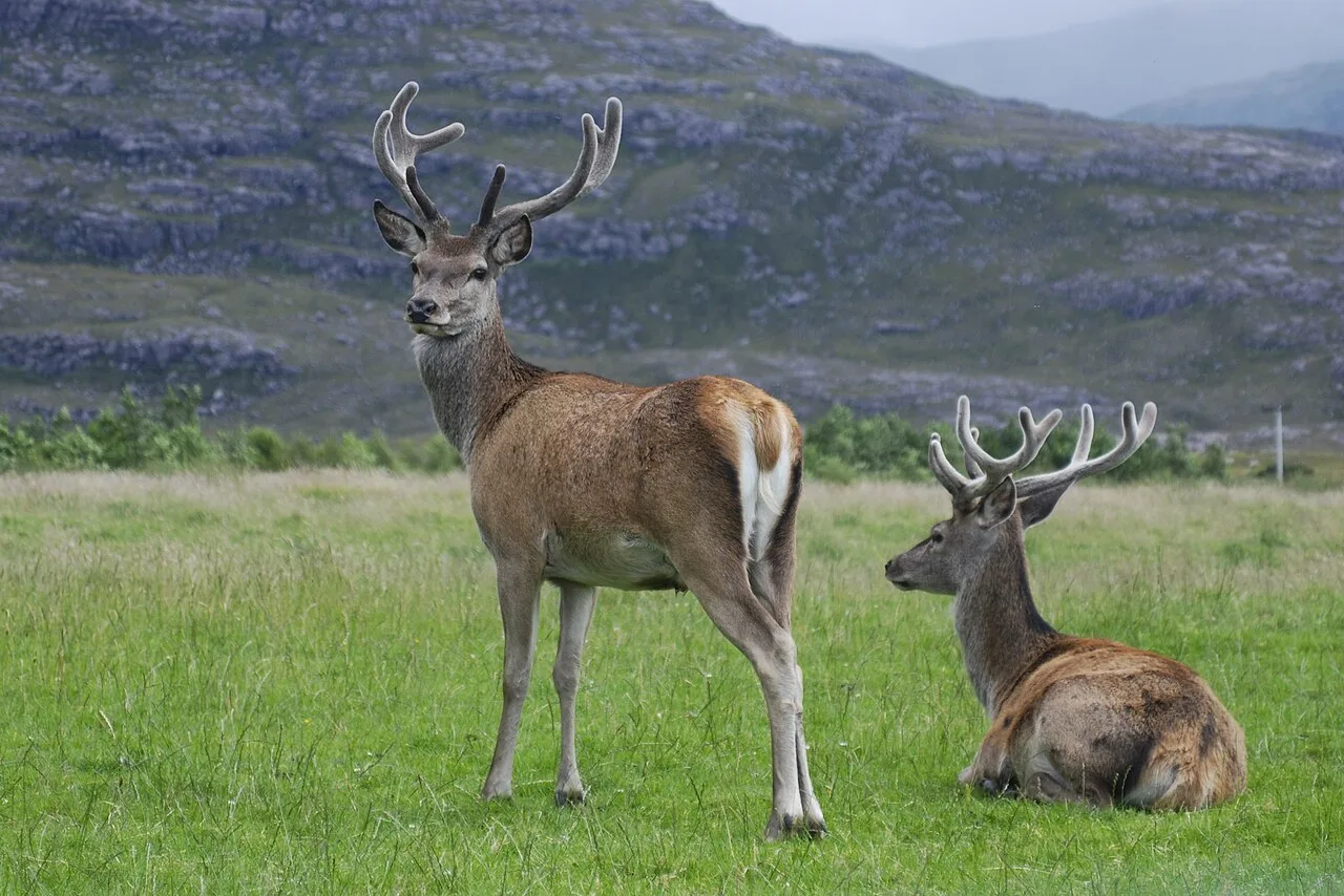 4 Days Red Stag Hunting Package in Ankara: Beypazari & Tekke Mountain National Park Private Tour — photo 3