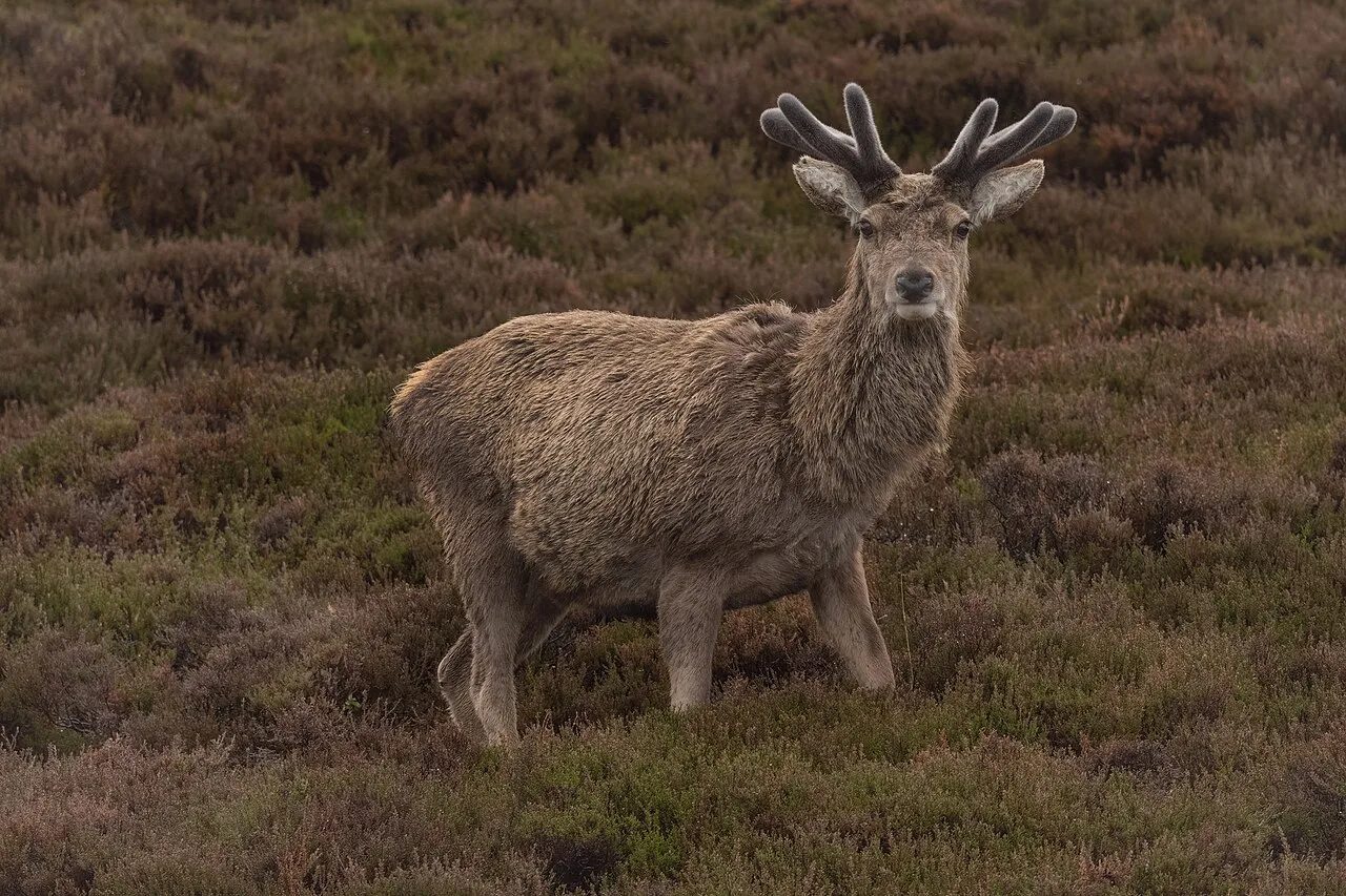 4 Days Red Stag Hunting Package in Ankara: Beypazari & Tekke Mountain National Park Private Tour — photo 6
