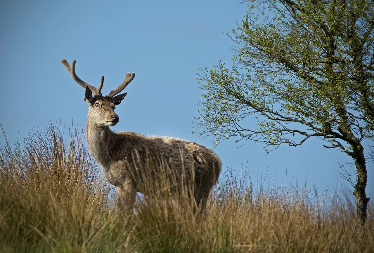 4 Days Red Stag Hunting Package in Ankara: Beypazari & Tekke Mountain National Park Private Tour — photo 8