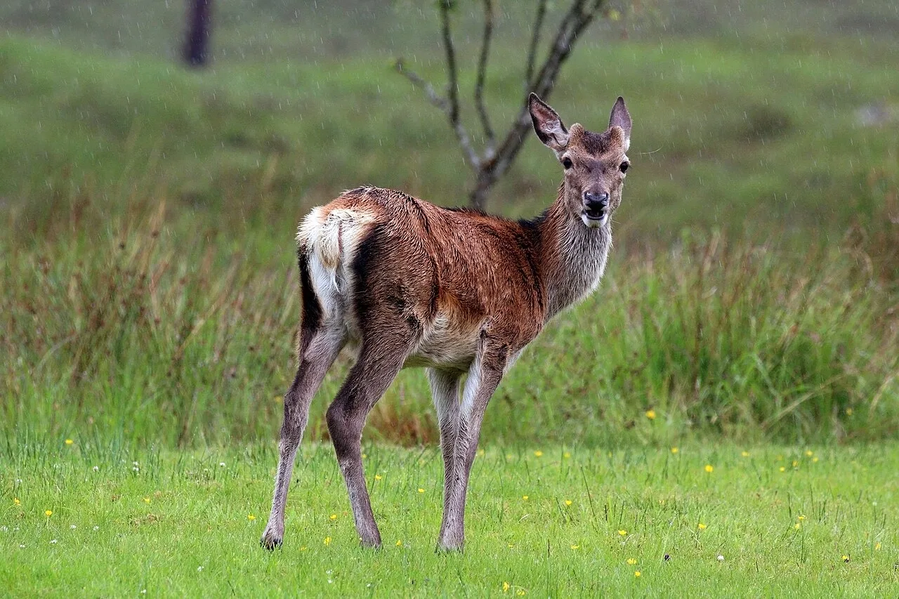 4 Days Red Stag Hunting Package in Ankara: Beypazari & Tekke Mountain National Park Private Tour — photo 10