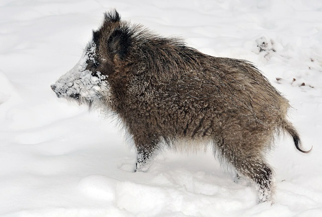 4 Days Wild Boar Hunting Package in Finike, Antalya: Taurus Mountains Hunt Private Tour — photo 1