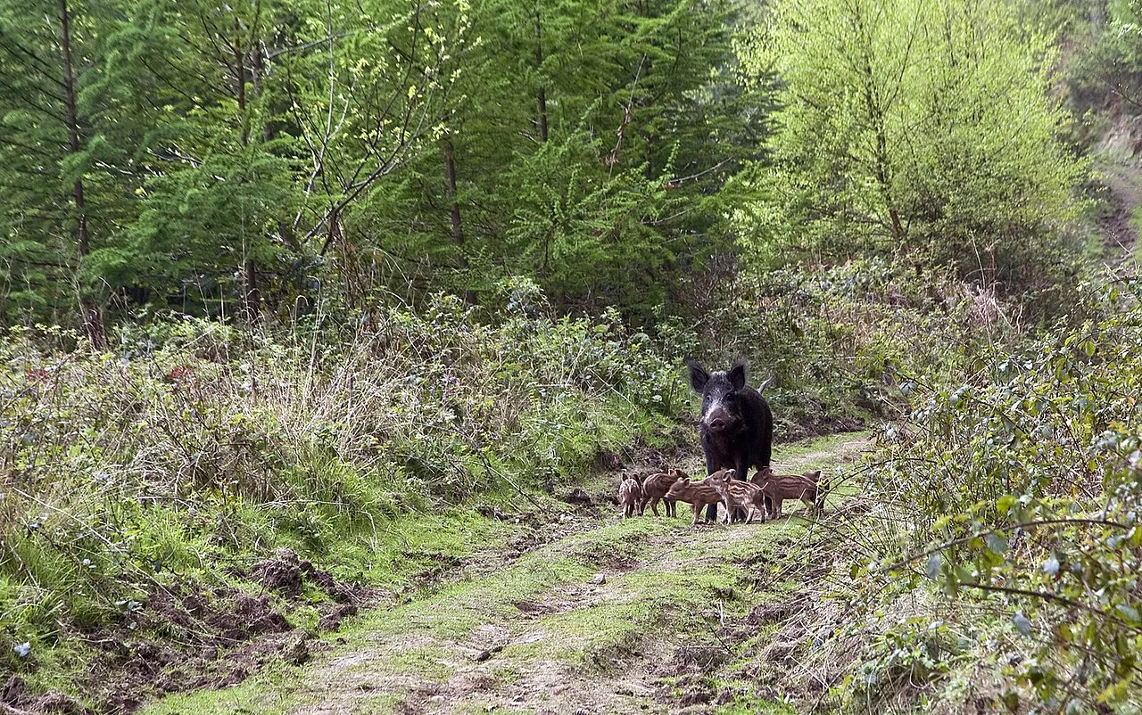 4 Days Wild Boar Hunting Package in Finike, Antalya: Taurus Mountains Hunt Private Tour — photo 4