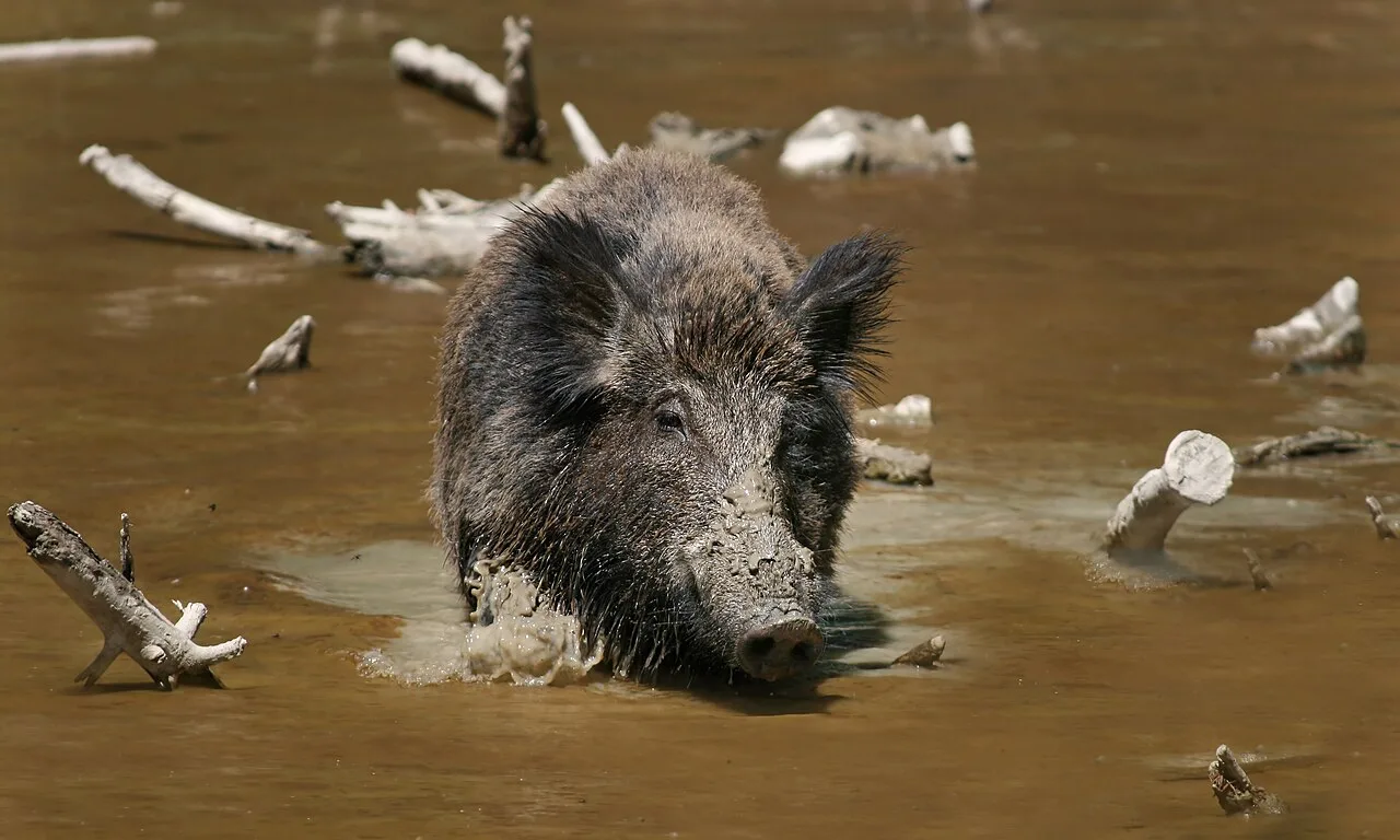 4 Days Wild Boar Hunting Package in Finike, Antalya: Taurus Mountains Hunt Private Tour — photo 5
