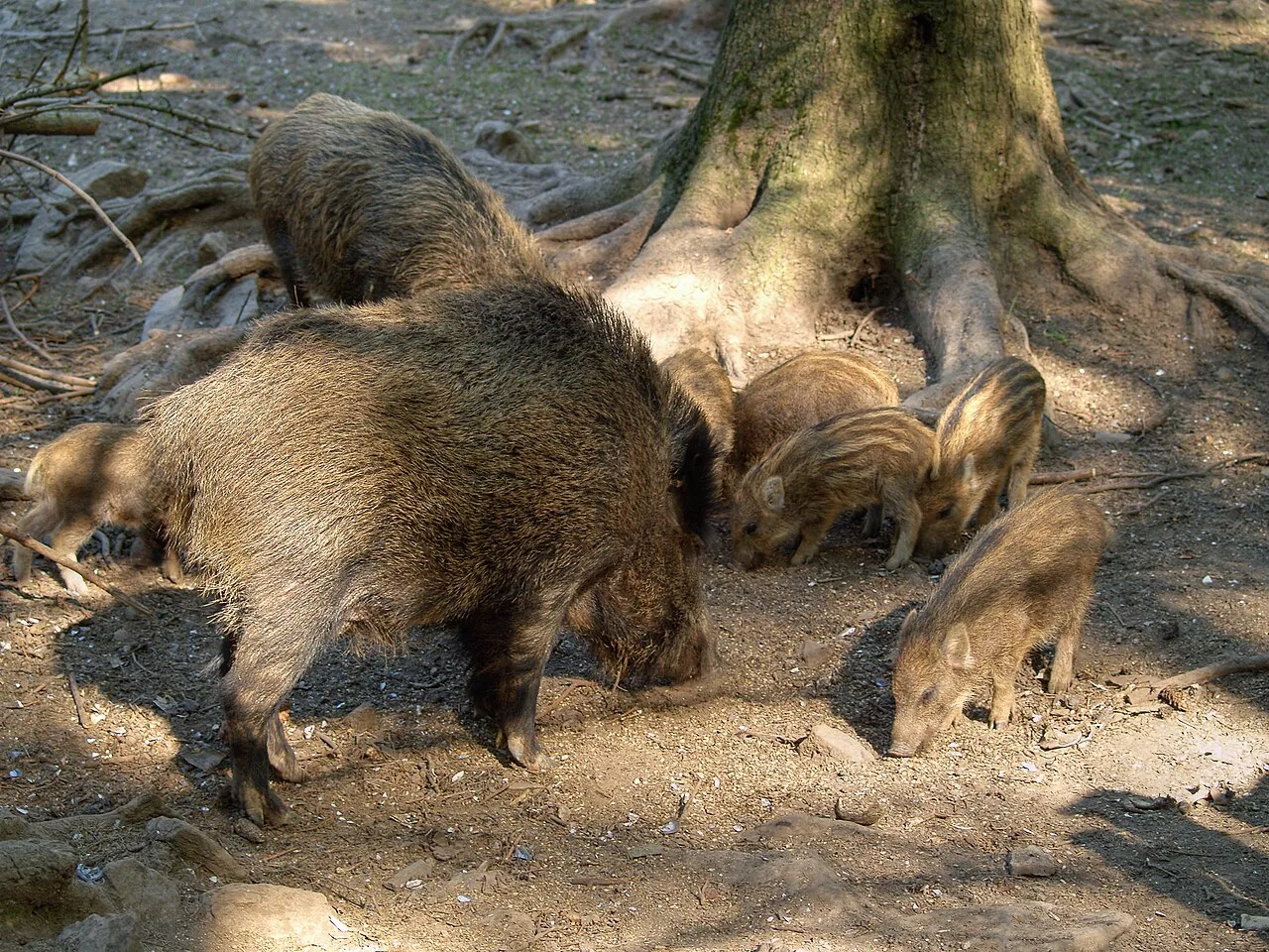 4 Days Wild Boar Hunting Package in Finike, Antalya: Taurus Mountains Hunt Private Tour — photo 9